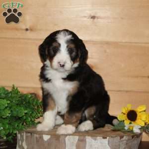 Cardinal – F1, Bernedoodle Puppy